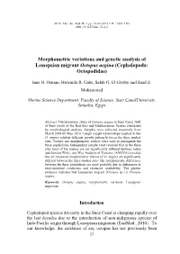 Cephalopoda: Octopodidae)