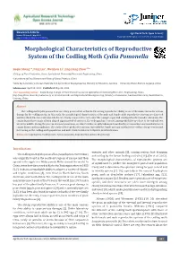 Morphological Characteristics of Reproductive System of the Codling Moth Cydia Pomonella