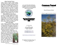 Common Fennel Control