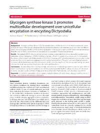 Glycogen Synthase Kinase 3 Promotes Multicellular Development Over