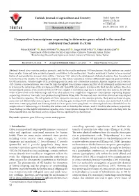 Comparative Transcriptome Sequencing to Determine Genes Related to the Nucellar Embryony Mechanism in Citrus