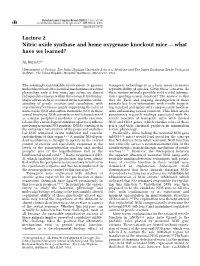 Lecture 2 Nitric Oxide Synthase and Heme Oxygenase Knockout Mice Ð What Have We Learned?