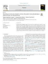 Modeling and Molecular Dynamics Indicate That Snake Venom Phospholipase B-Like Enzymes Are Ntn-Hydrolases T