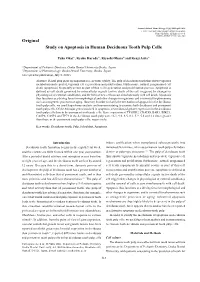 Study on Apoptosis in Human Deciduous Tooth Pulp Cells Original