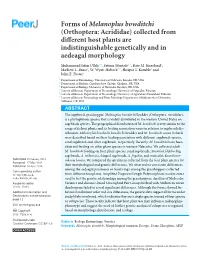 Forms of Melanoplus Bowditchi (Orthoptera: Acrididae) Collected from Different Host Plants Are Indistinguishable Genetically and in Aedeagal Morphology