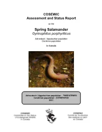 Spring Salamander (Gyrinophilus Porphyriticus) in Canada, Prepared Under Contract with Environment Canada