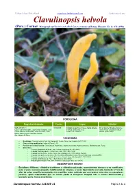 Clavulinopsis Helvola (Pers.) Corner, Monograph of Clavaria and Allied Genera (Annals of Botany Memoirs No