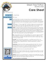 Green Tree Python Morelia Viridis Care Sheet