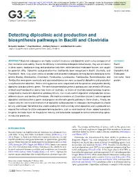 Detecting Dipicolinic Acid Production and Biosynthesis Pathways in Bacilli and Clostridia