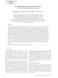 Morphological and Morphometric Analysis of Psoas Minor Muscle in Cadavers