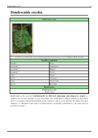 Dendrocnide Excelsa 1 Dendrocnide Excelsa