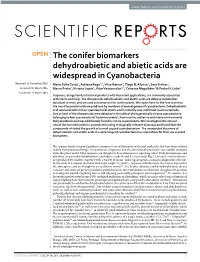 The Conifer Biomarkers Dehydroabietic and Abietic Acids Are Widespread in Cyanobacteria