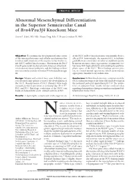 Abnormal Mesenchymal Differentiation in the Superior Semicircular Canal of Brn4/Pou3f4 Knockout Mice