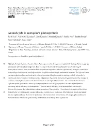 Annual Cycle in Scots Pine's Photosynthesis