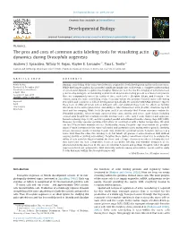 The Pros and Cons of Common Actin Labeling Tools for Visualizing Actin Dynamics During Drosophila Oogenesis