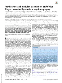 Architecture and Modular Assembly of Sulfolobus S-Layers Revealed by Electron Cryotomography
