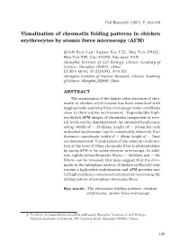 Visualization of Chromatin Folding Patterns in Chicken Erythrocytes by Atomic Force Microscopy (AFM)