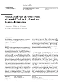 Avian Lampbrush Chromosomes: a Powerful Tool for Exploration of Genome Expression