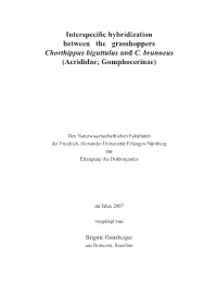 Interspecific Hybridization Between the Grasshoppers Chorthippus Biguttulus and C