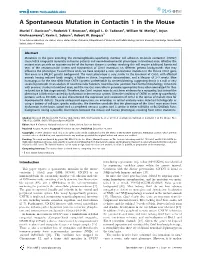 A Spontaneous Mutation in Contactin 1 in the Mouse