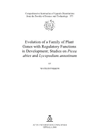 Evolution of a Family of Plant Genes with Regulatory Functions in Development; Studies on Picea Abies and Lycopodium Annotinum