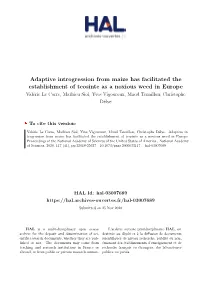 Adaptive Introgression from Maize Has Facilitated