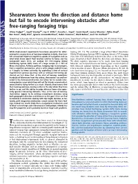 Shearwaters Know the Direction and Distance Home but Fail to Encode Intervening Obstacles After Free-Ranging Foraging Trips