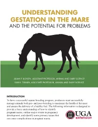 Understanding Gestation in the Mare and the Potential for Problems
