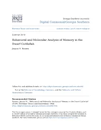Behavioral and Molecular Analysis of Memory in the Dwarf Cuttlefish