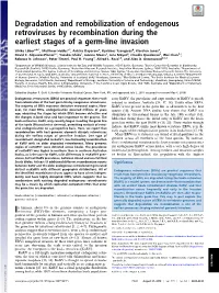 Degradation and Remobilization of Endogenous Retroviruses by Recombination During the Earliest Stages of a Germ-Line Invasion