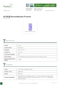 ACVR2B Recombinant Protein Cat