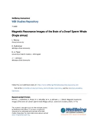 Magnetic Resonance Images of the Brain of a Dwarf Sperm Whale (Kogia Simus)