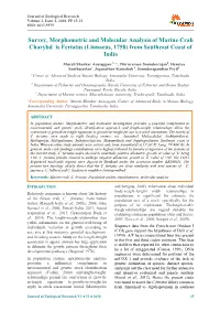 Survey, Morphometric and Molecular Analysis of Marine Crab Charybd Is Feriatus (Linnaeus, 1758) from Southeast Coast of India