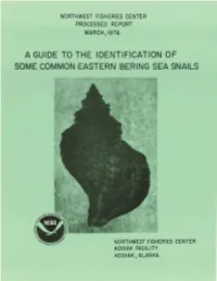 A Guide to Some Common Eastern Bering Sea Snails