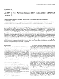 Ascl1genetics Reveals Insights Into Cerebellum Local Circuit Assembly