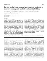 Sorting Nexin 4 and Amphiphysin 2, a New Partnership Between Endocytosis and Intracellular Trafficking
