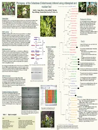 Phylogeny of the Celastreae (Celastraceae) Inferred Using Chloroplast And
