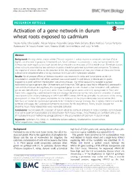 Activation of a Gene Network in Durum Wheat Roots Exposed to Cadmium
