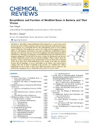 Biosynthesis and Function of Modified Bases in Bacteria and Their Viruses