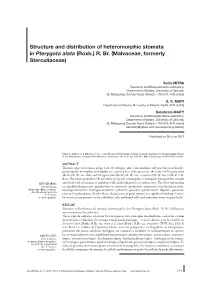 Structure and Distribution of Heteromorphic Stomata in Pterygota Alata (Roxb.) R. Br. (Malvaceae, Formerly Sterculiaceae)