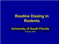 Routine Dosing in Rodents