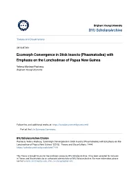Ecomorph Convergence in Stick Insects (Phasmatodea) with Emphasis on the Lonchodinae of Papua New Guinea