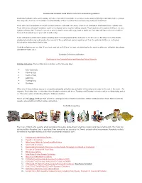 Curbside Solid Waste Collection Rules & Regulations
