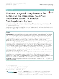 Molecular Cytogenetic Analysis Reveals the Existence of Two