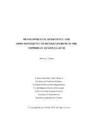 Pyrene in the Amphibian Xenopus Laevis