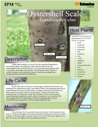 Oystershell Scale