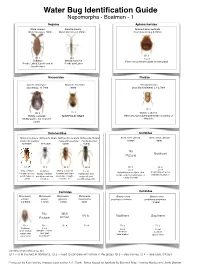Water Bug ID Guide