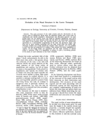 Evolution of the Nasal Structure in the Lower Tetrapods