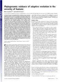 Phylogenomic Evidence of Adaptive Evolution in the Ancestry of Humans