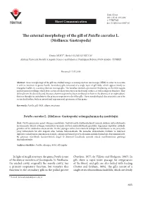 The External Morphology of the Gill of Patella Caerulea L